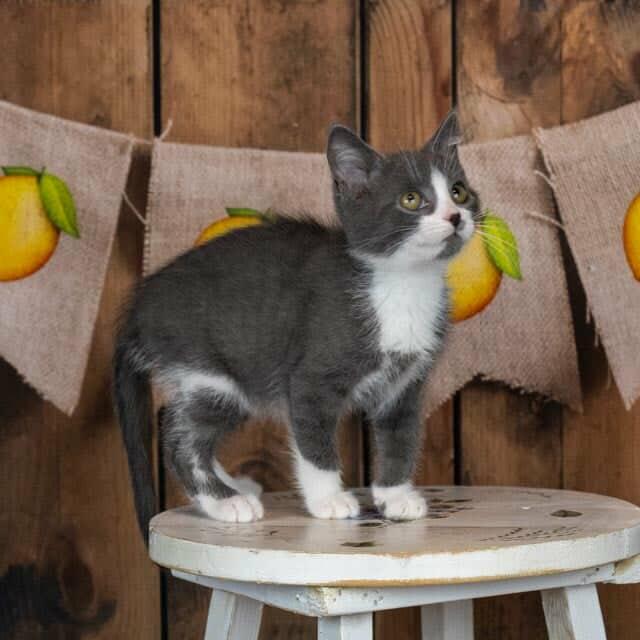 Apple (Jacks)