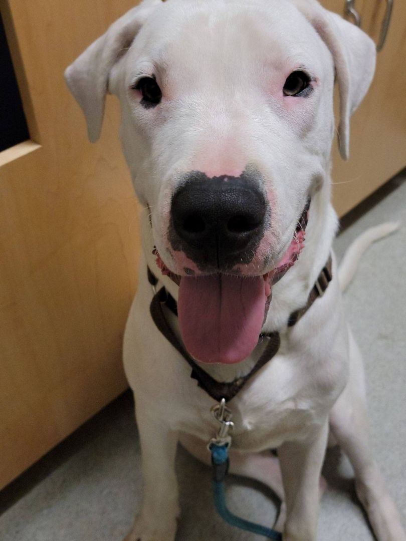 Dozer, Adoptable, Young Male Dogo Argentino.