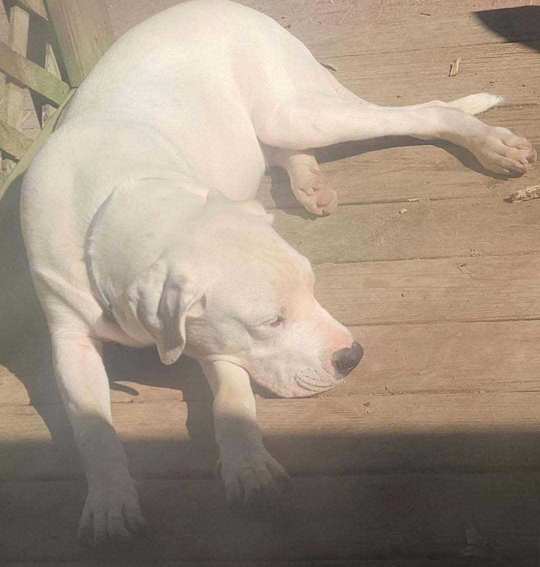 Enlarge Dozer, a Adoptable mixed breed in Leonardtown, MD image 4/4