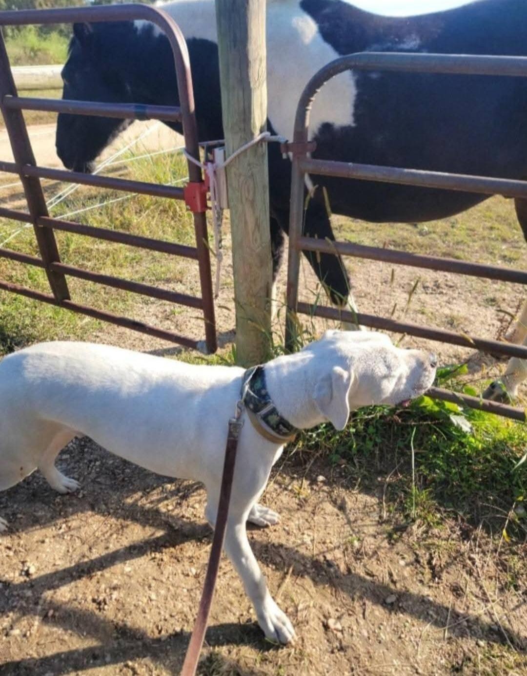 Dozer, Adoptable, Young Male Dogo Argentino.