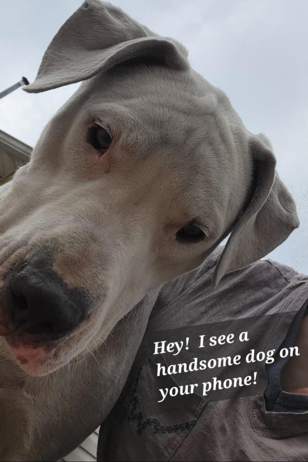 Enlarge Dozer, a Adoptable mixed breed in Leonardtown, MD image 2/4