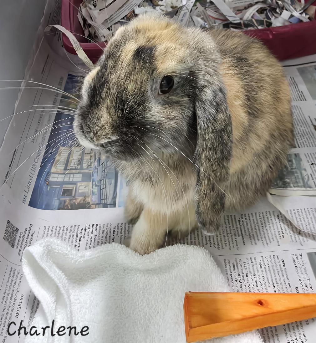 Charlene, adopted, Young Female Lop Eared.
