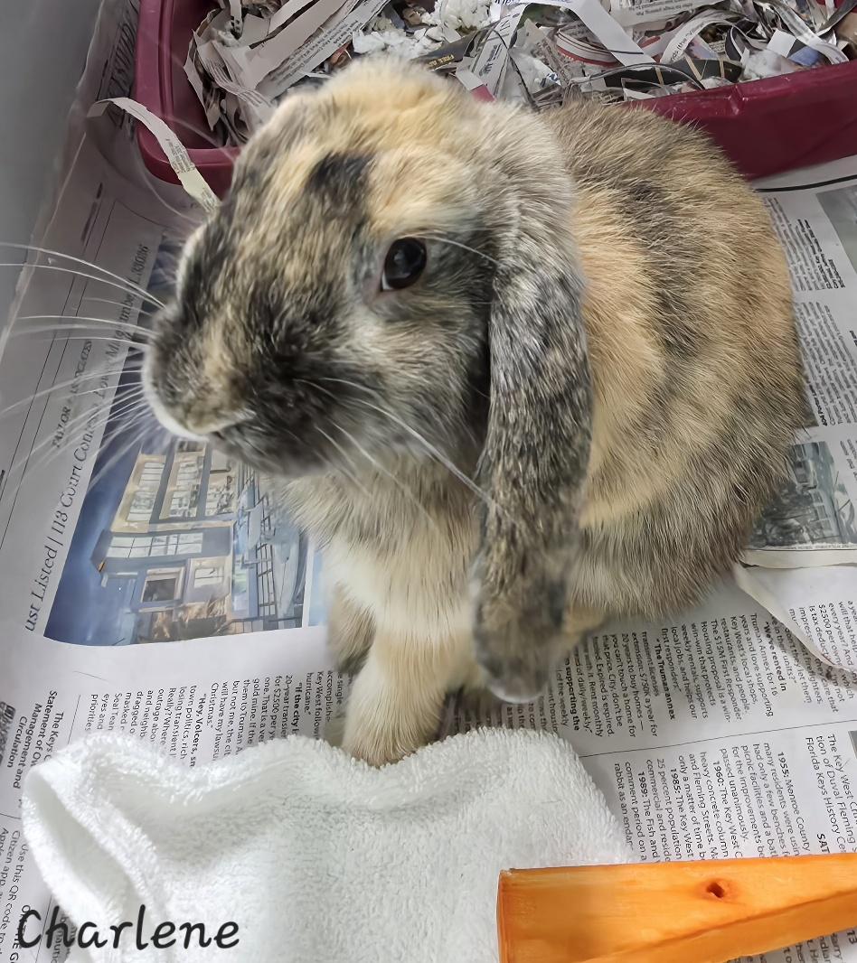 Charlene, an adopted Lop Eared in Key Largo, FL image 2/4