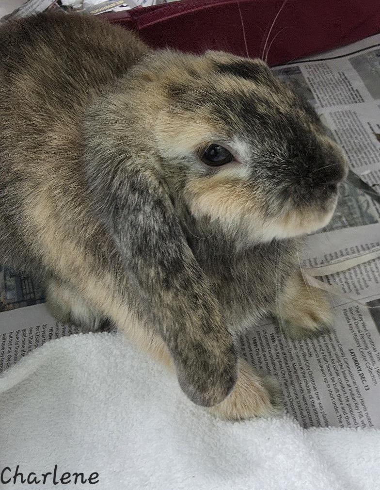 Charlene, an adopted Lop Eared in Key Largo, FL image 4/4