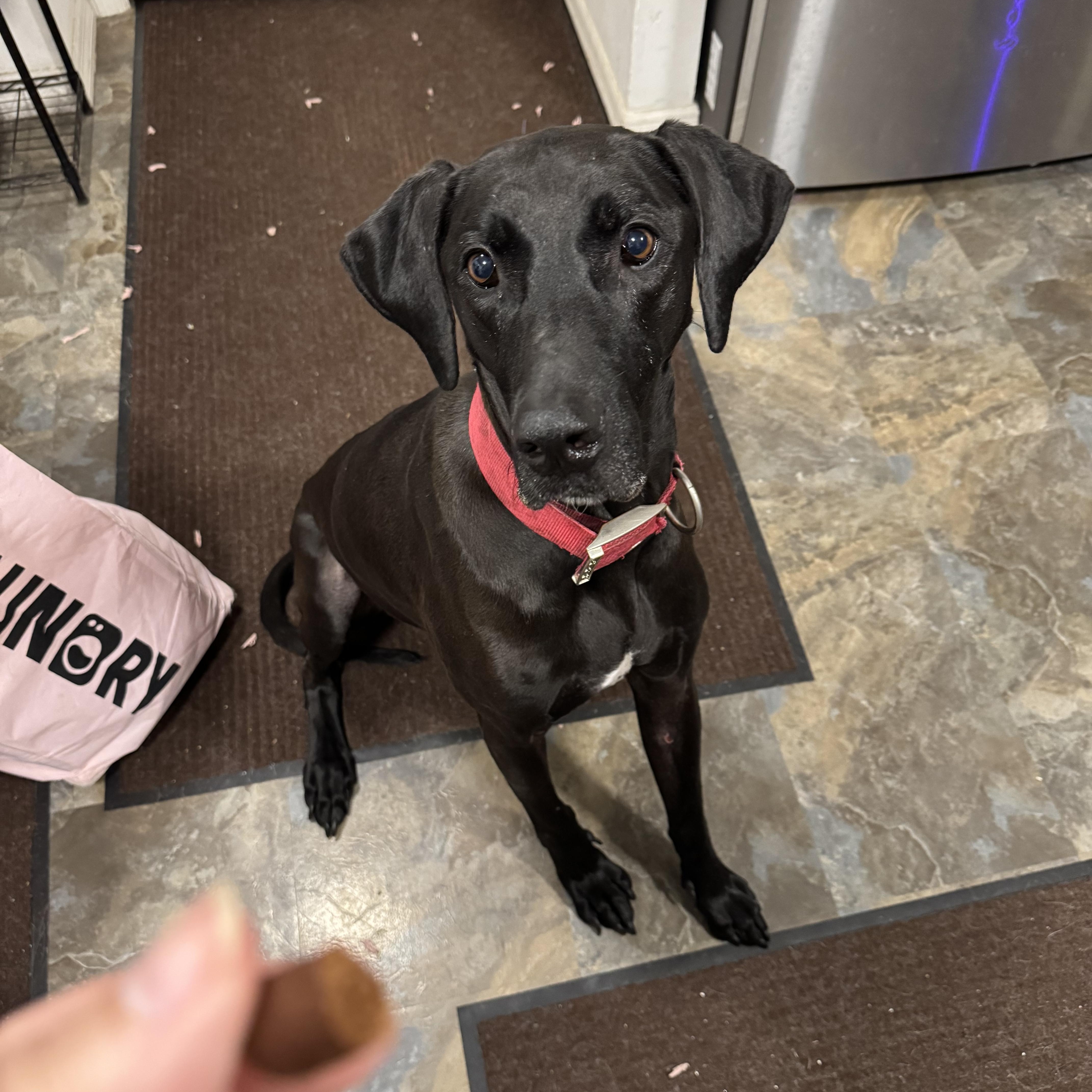 Enlarge Hexxus, a ADOPTABLE mixed breed in Port Saint Lucie, FL image 3/4