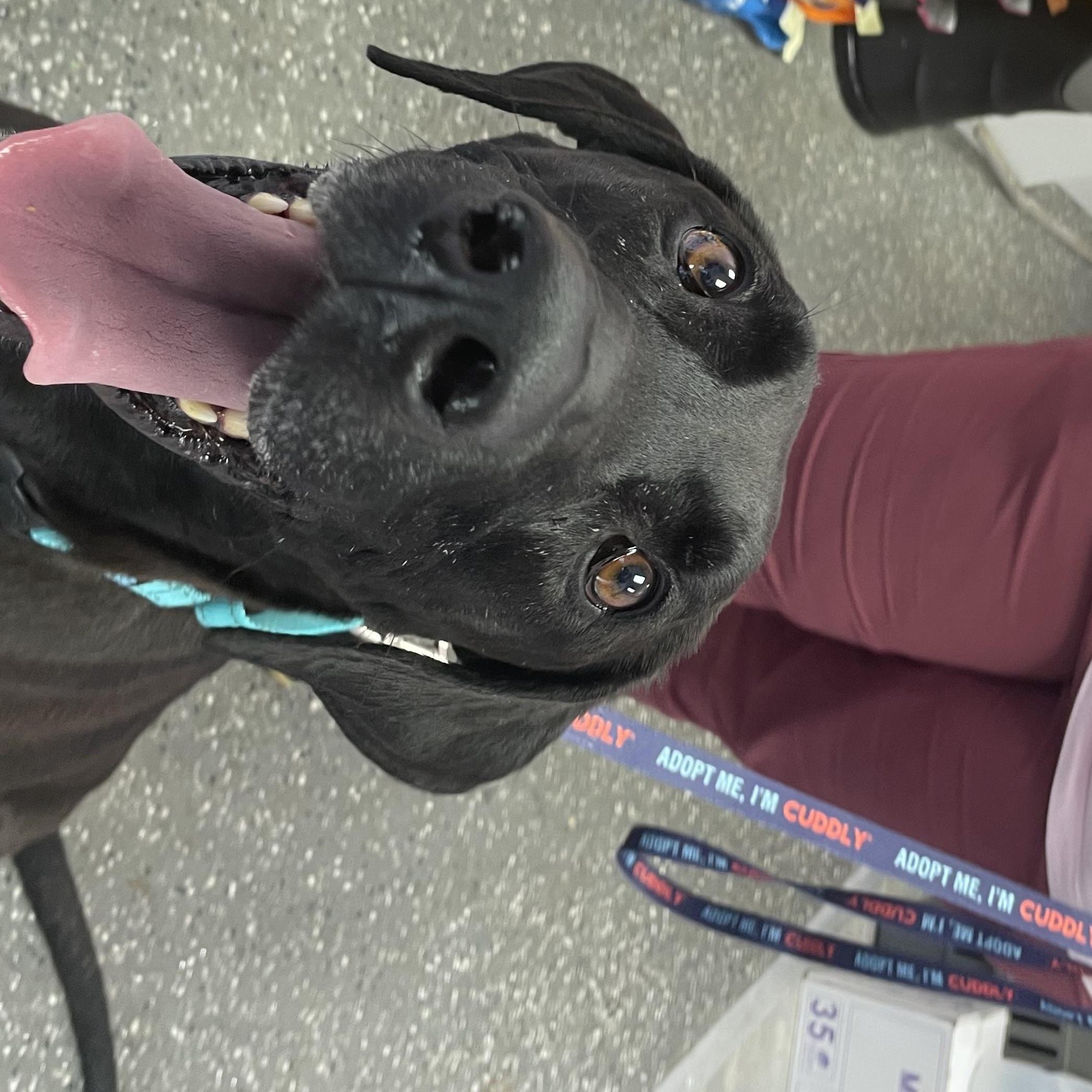 Enlarge Hexxus, a Adoptable mixed breed in Port Saint Lucie, FL image 1/6