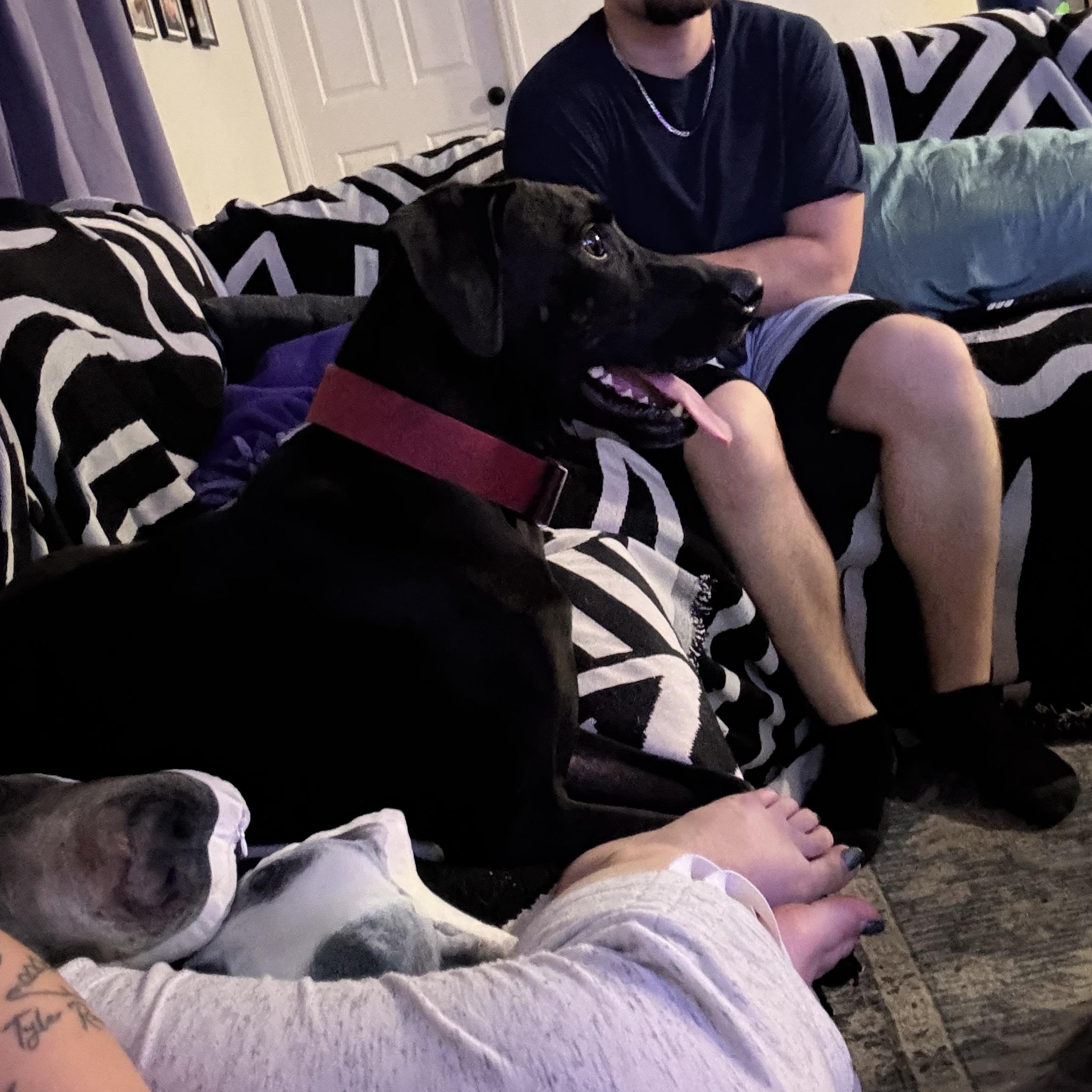 Enlarge Hexxus, a ADOPTABLE mixed breed in Port Saint Lucie, FL image 4/4