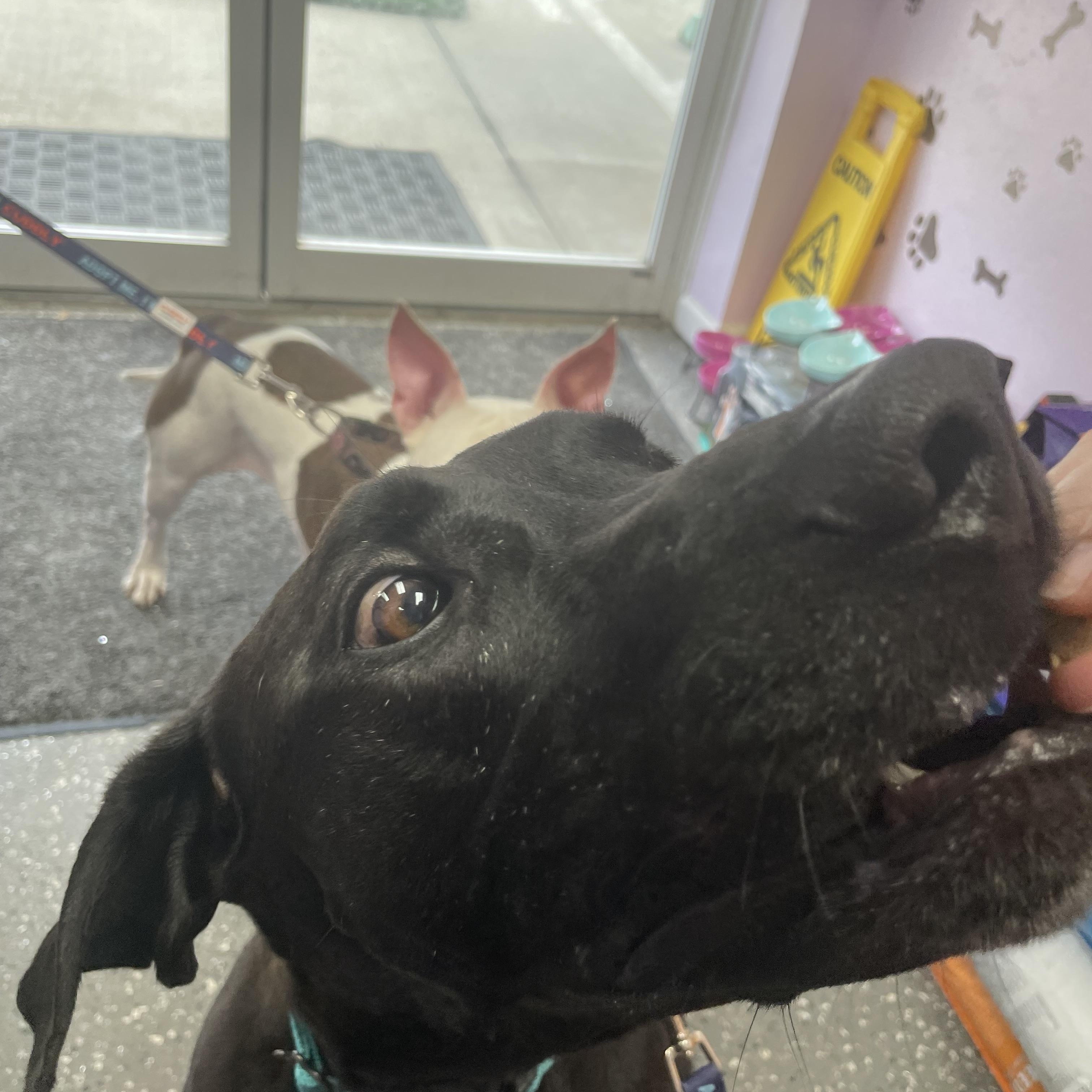 Enlarge Hexxus, a Adoptable mixed breed in Port Saint Lucie, FL image 5/6