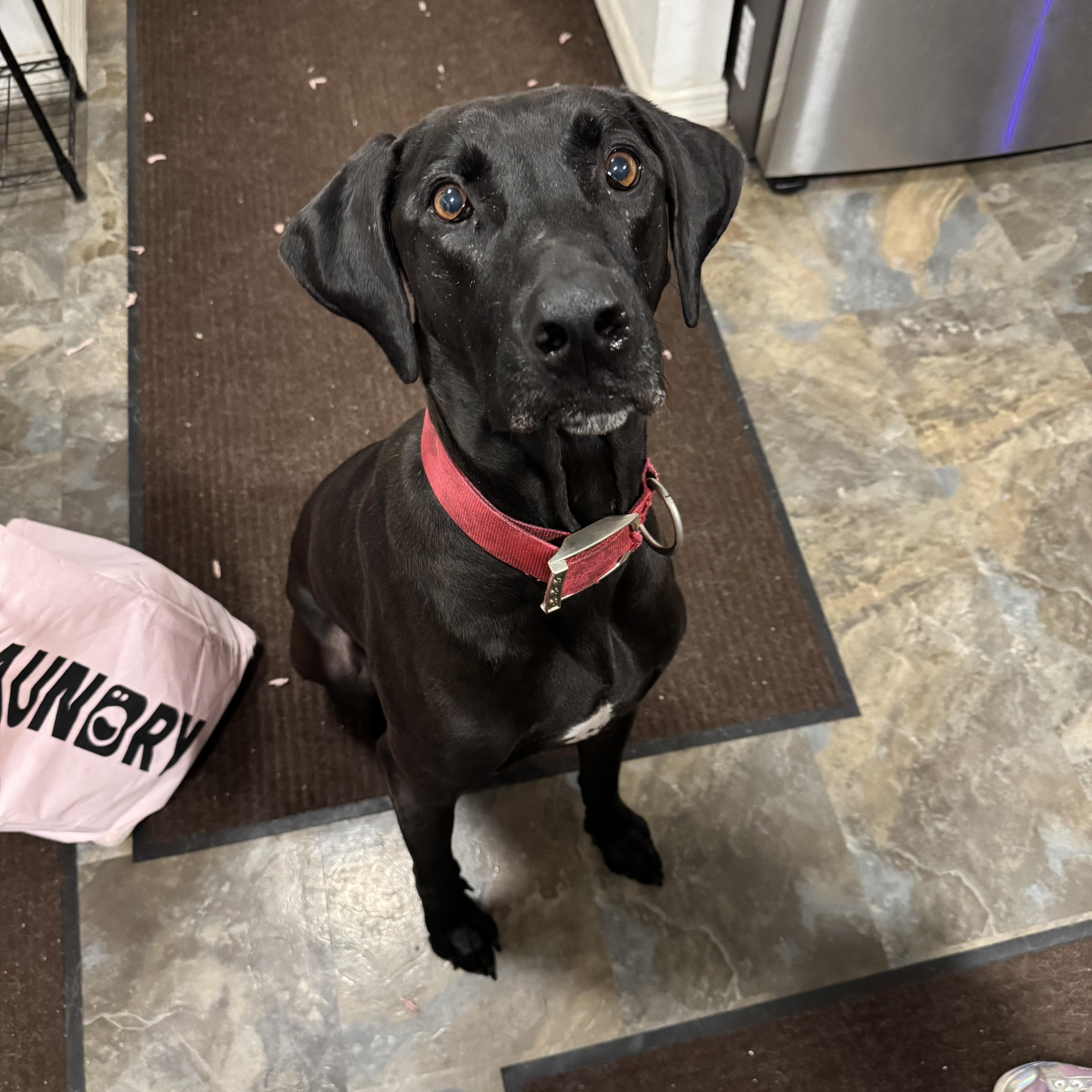 Hexxus, ADOPTABLE, Young Male Rhodesian Ridgeback & Black Labrador Retriever.