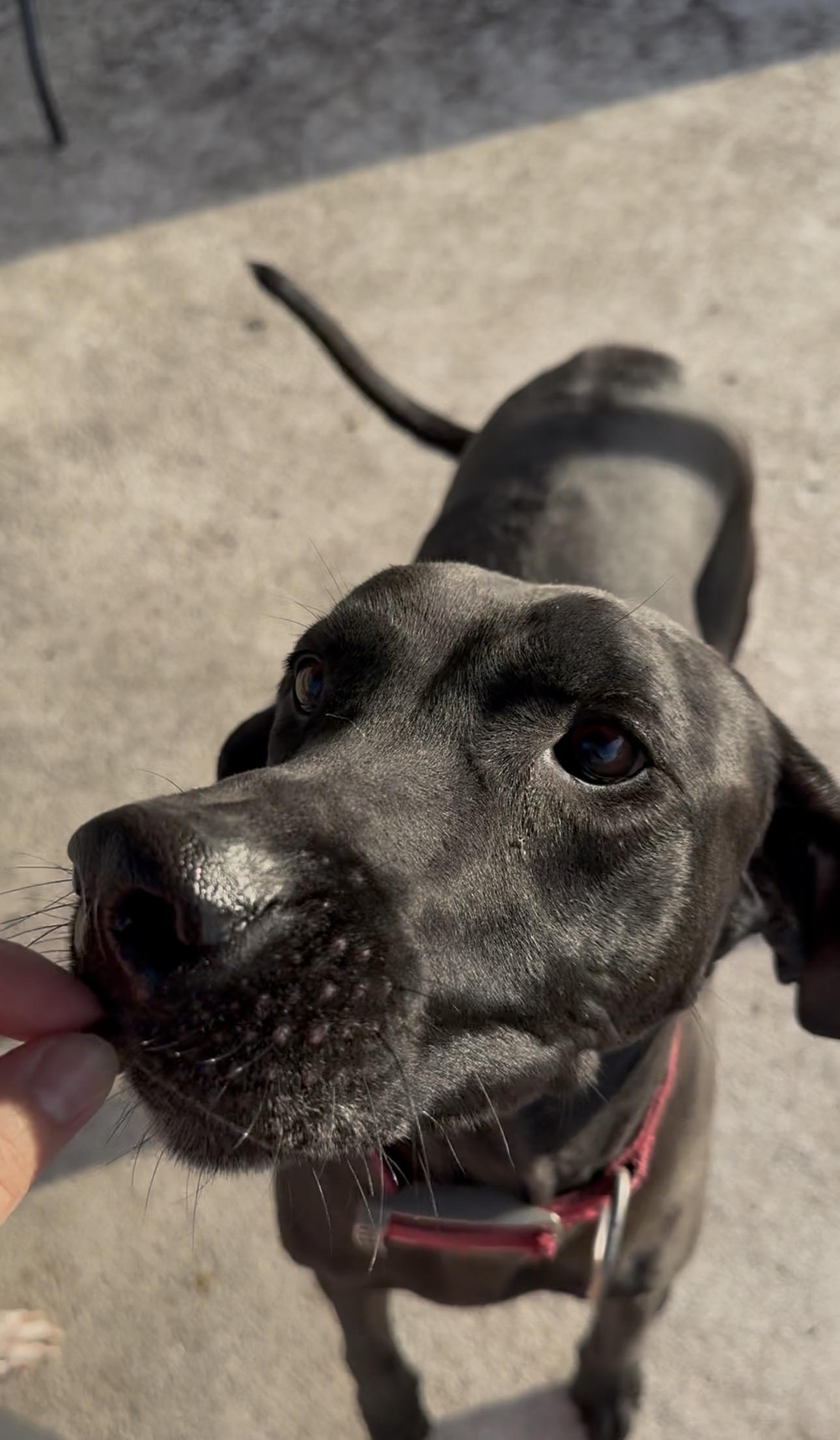 Enlarge Hexxus, a ADOPTABLE mixed breed in Port Saint Lucie, FL image 2/4