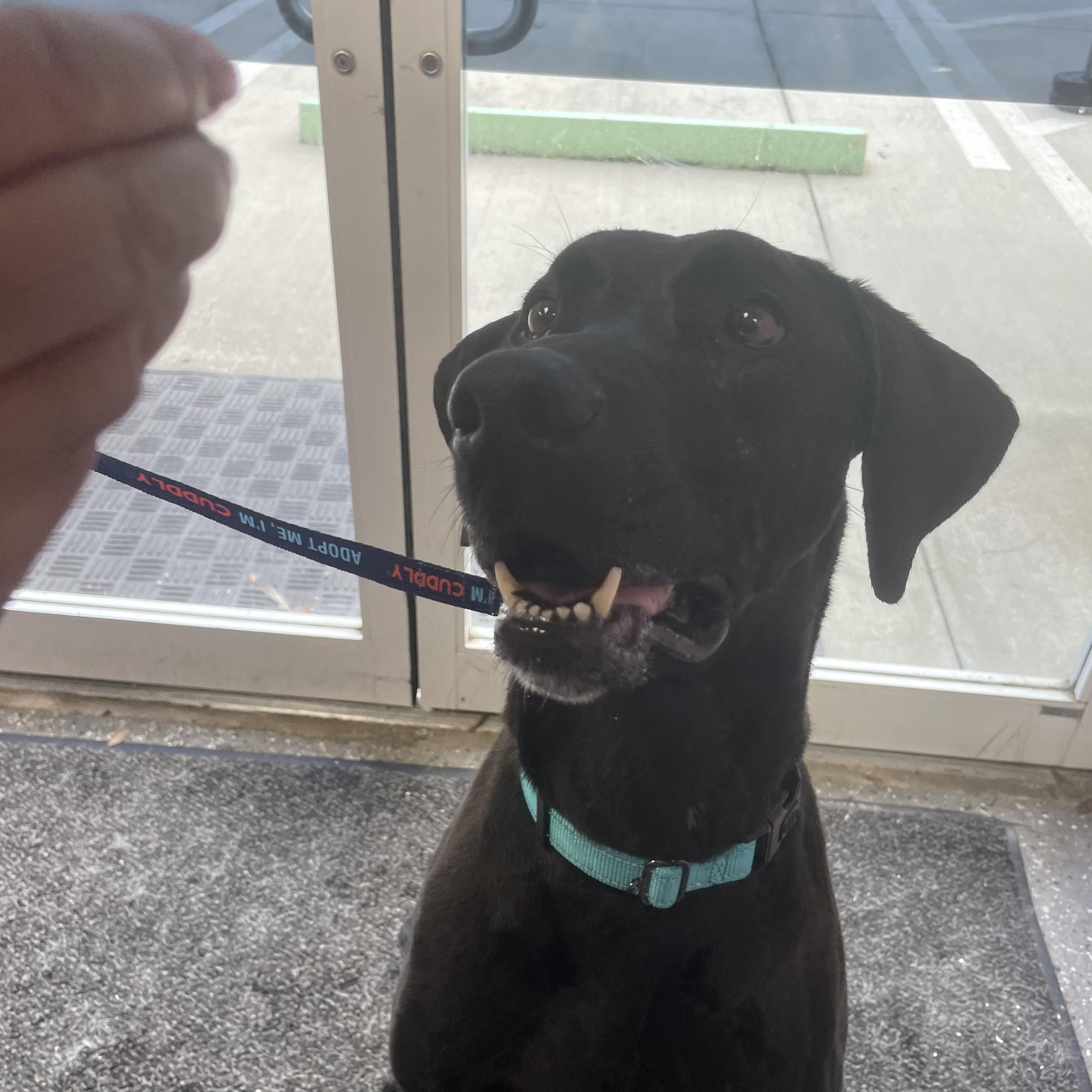 Enlarge Hexxus, a Adoptable mixed breed in Port Saint Lucie, FL image 6/6