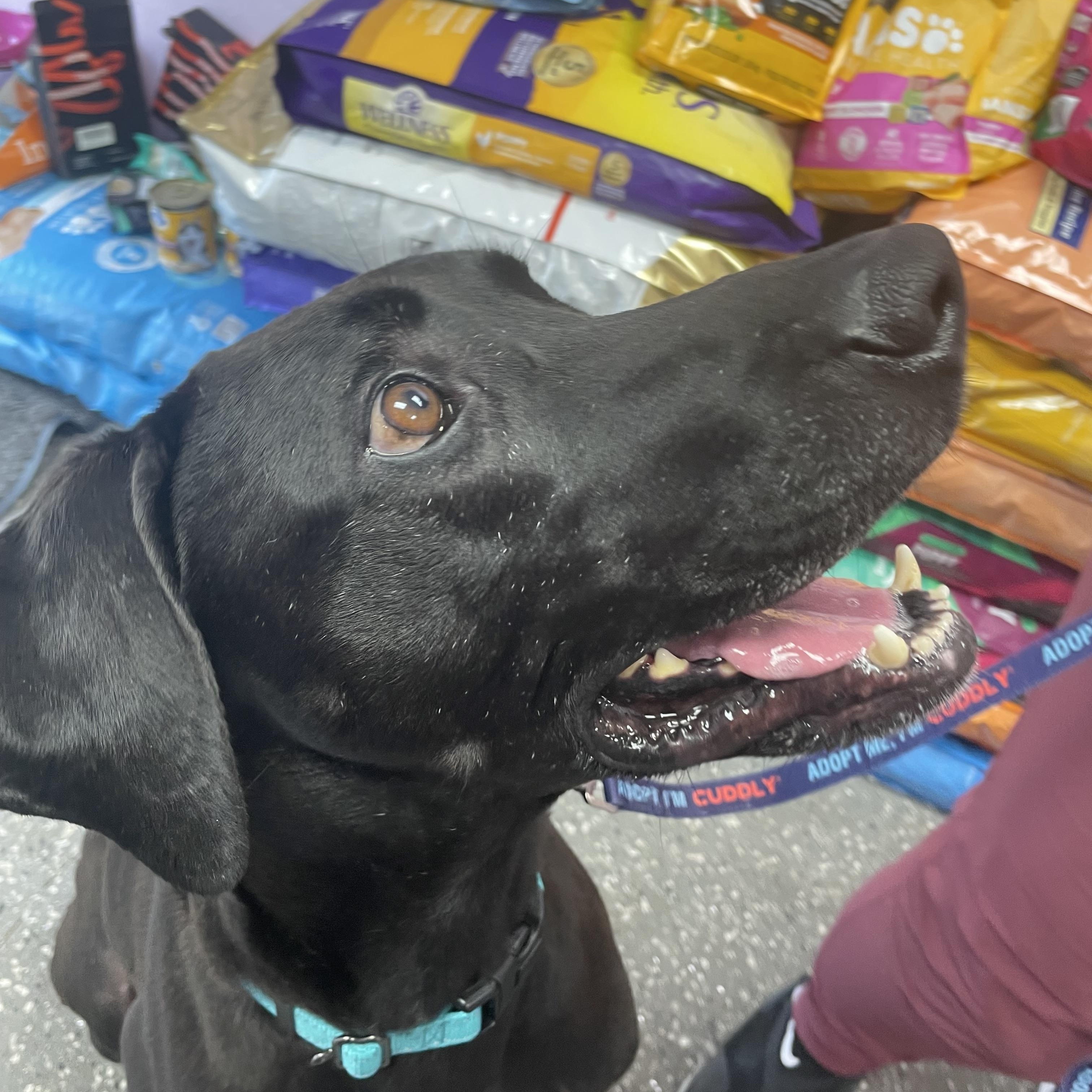 Enlarge Hexxus, a Adoptable mixed breed in Port Saint Lucie, FL image 4/6