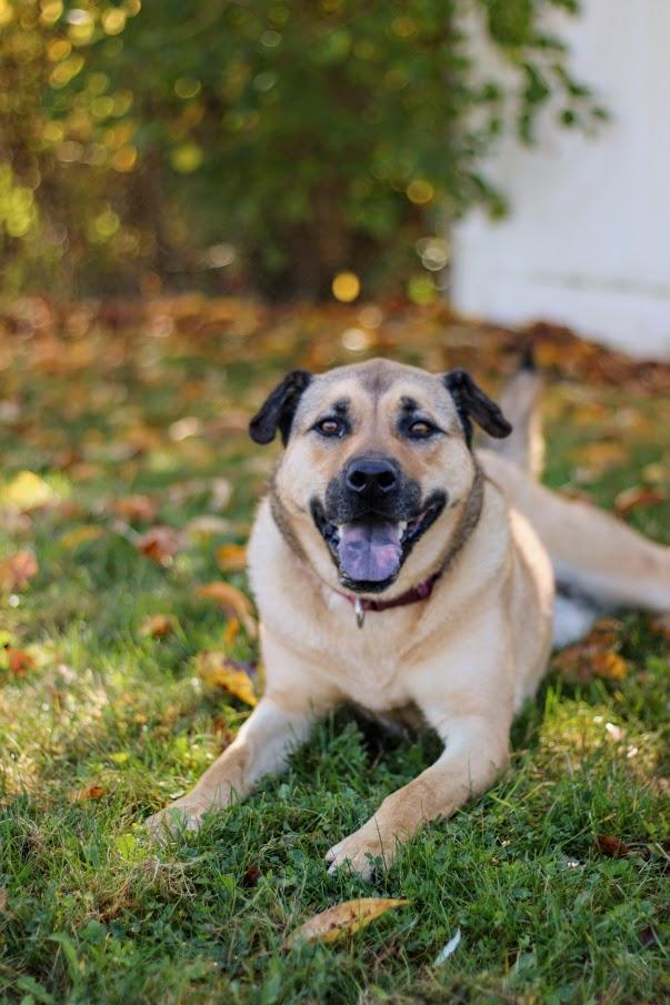 Ursla, Adoptable, Adult Female Shar-Pei & Shepherd.