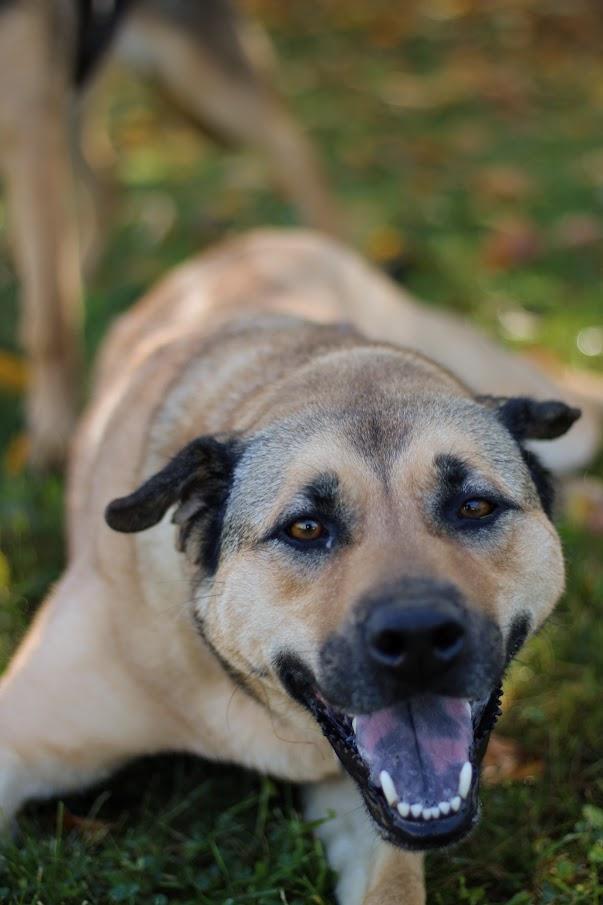 Enlarge Ursla, a Adoptable mixed breed in Battle Creek, MI image 6/6