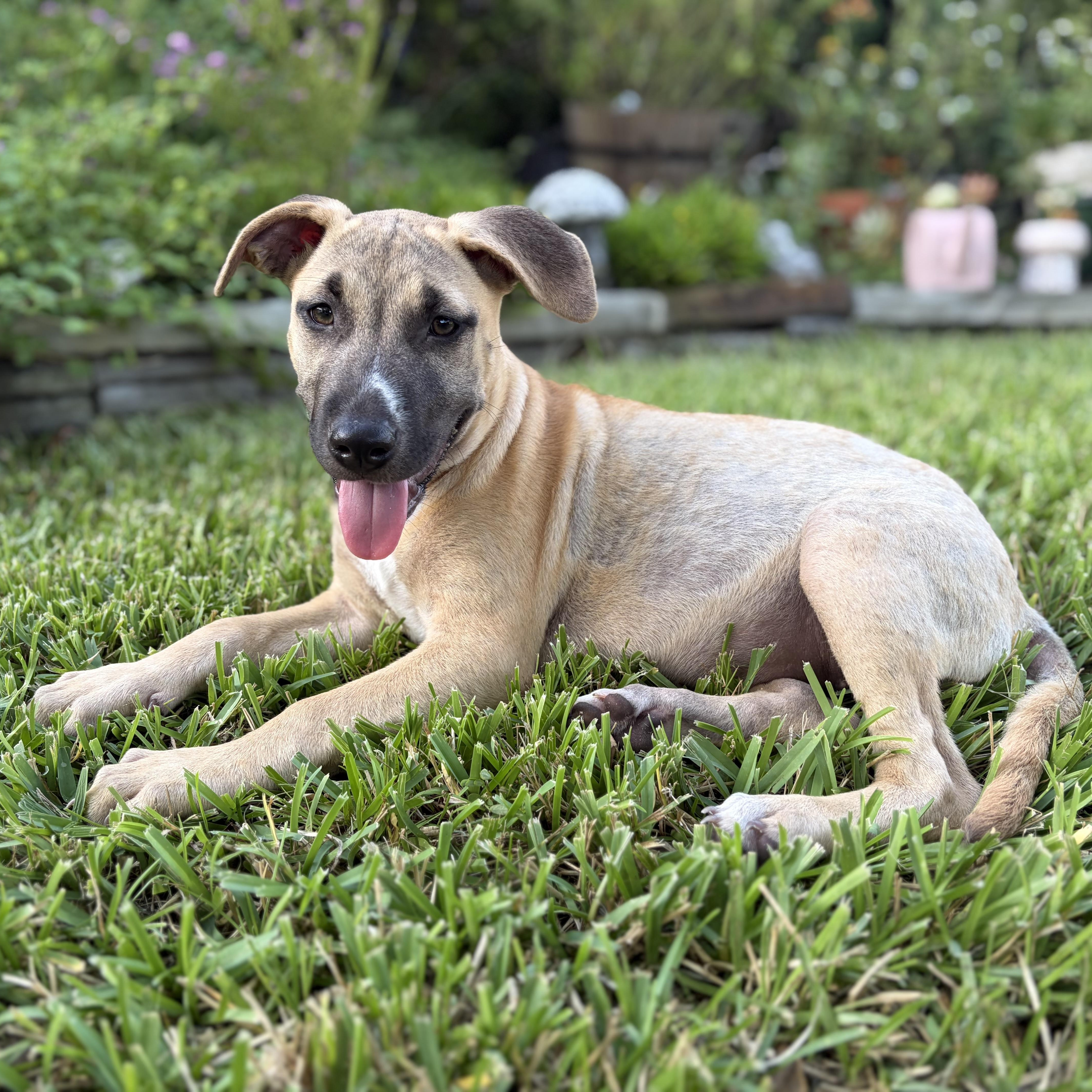 Enlarge Nova, a Adoptable mixed breed in Lebanon , NH image 5/5