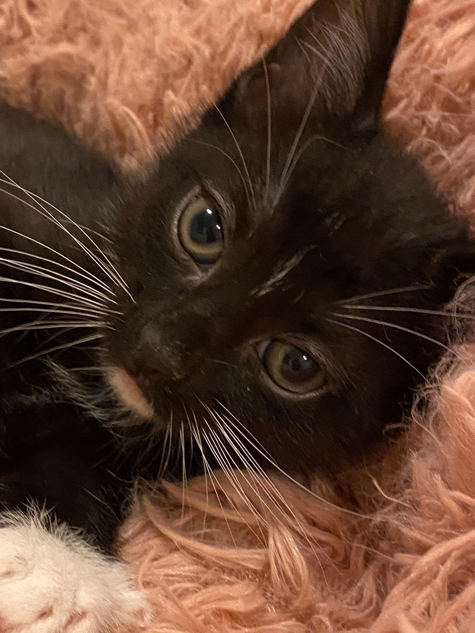 Enlarge Sora, a Adoptable Tuxedo in Cuyahoga Falls, OH image 1/3