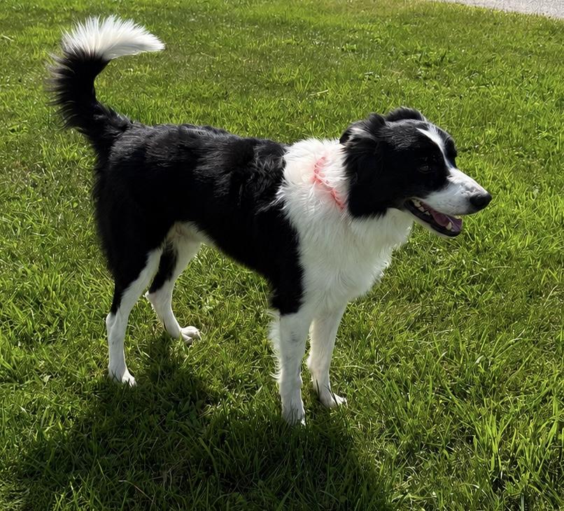 Max, Adopted, Adult Male Border Collie.