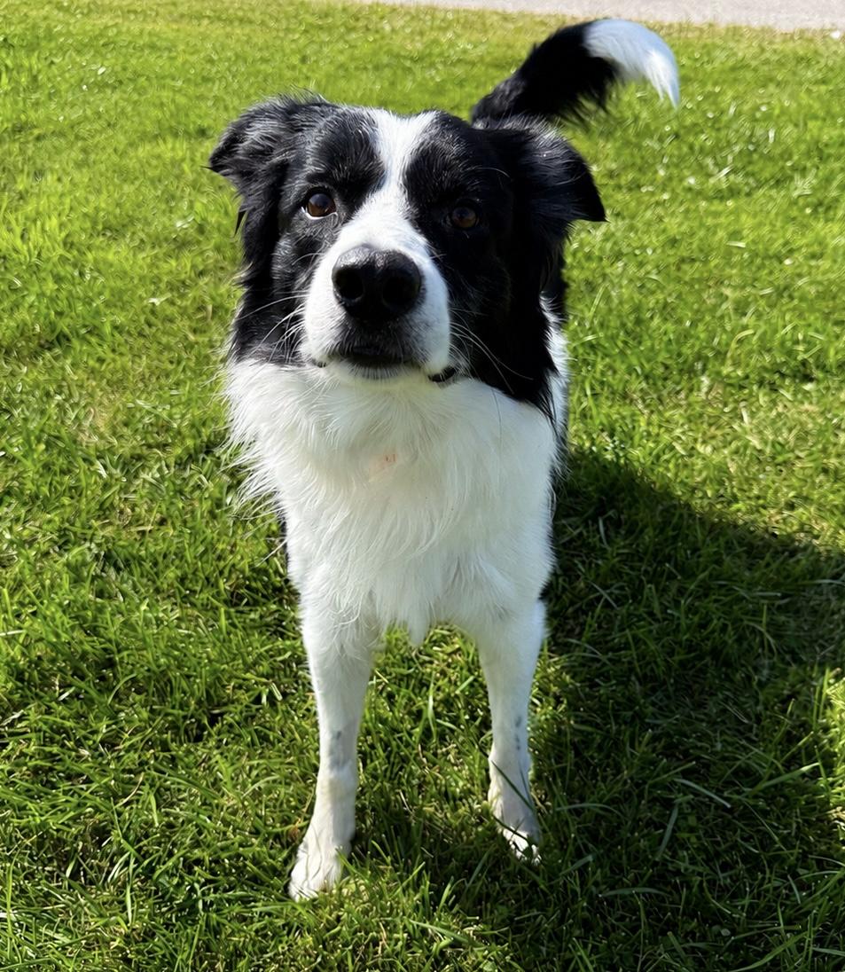 Enlarge Max, a Adopted Border Collie in Sault Sainte Marie, MI image 3/3