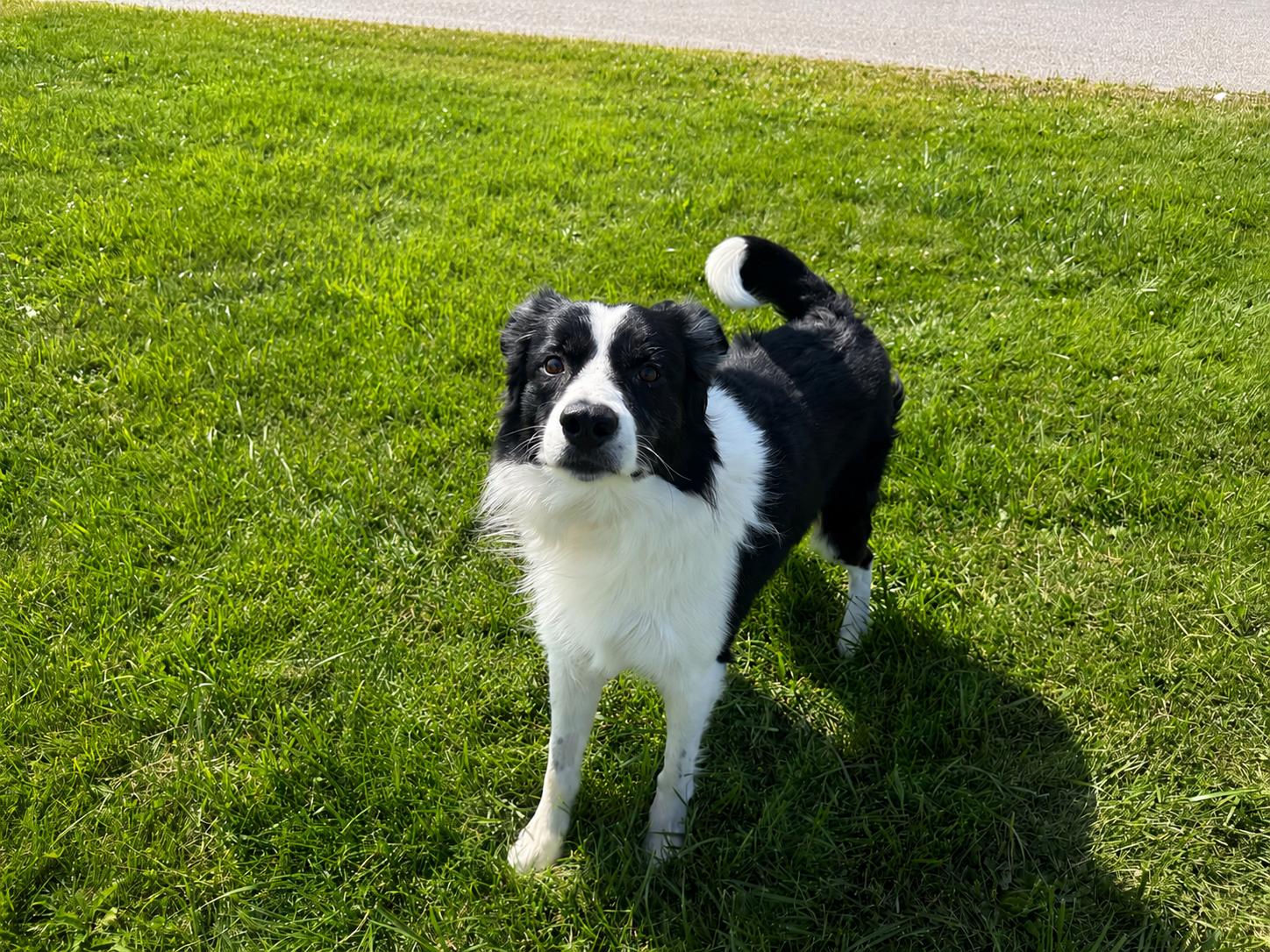Enlarge Max, a Adopted Border Collie in Sault Sainte Marie, MI image 2/3
