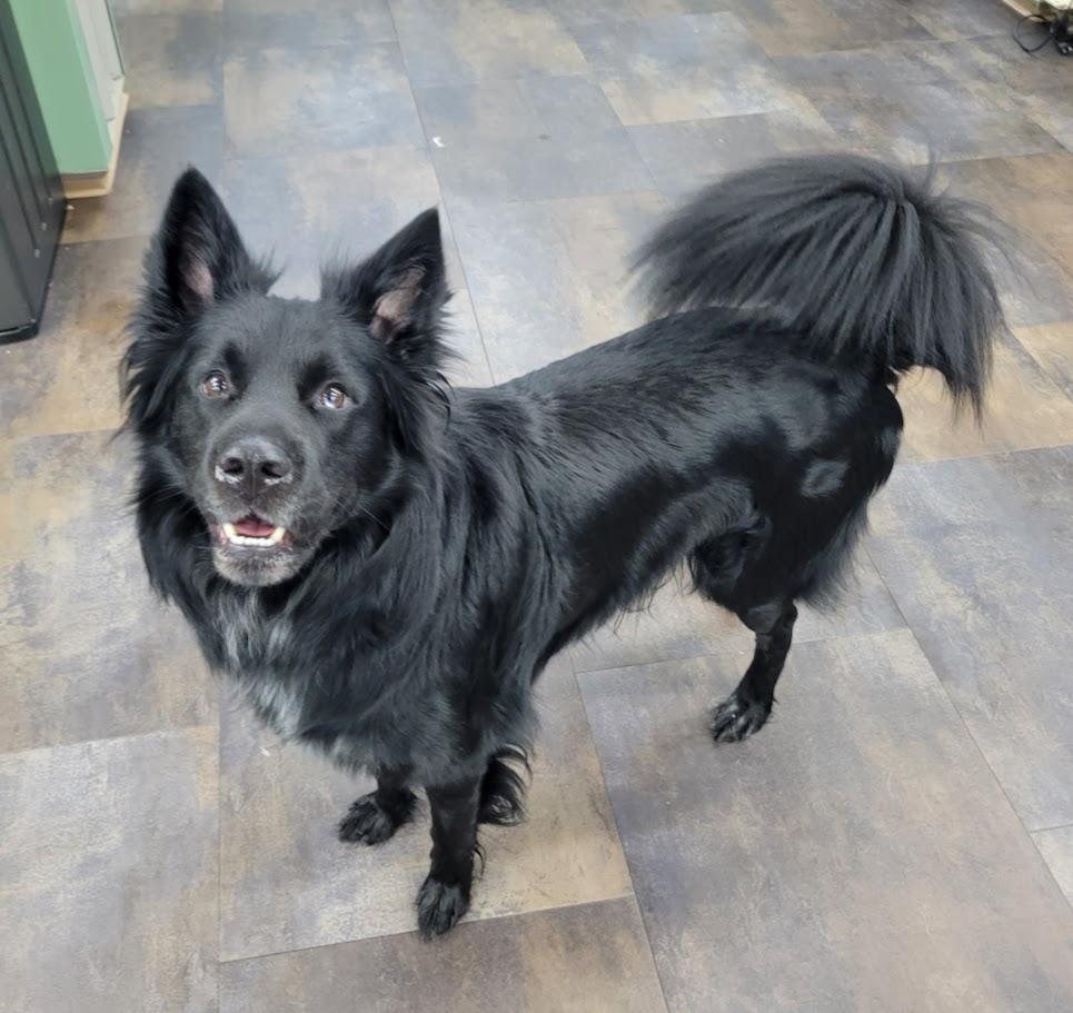 Frederick, a ADOPTABLE mixed breed in Lisbon, OH image 2/2