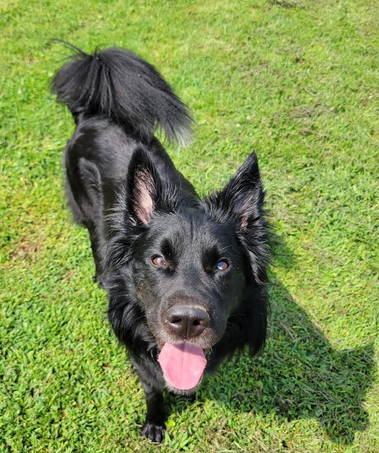 Frederick, a ADOPTABLE mixed breed in Lisbon, OH image 6/6