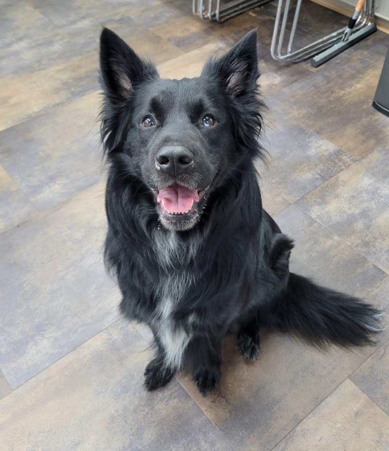Frederick, a ADOPTABLE mixed breed in Lisbon, OH image 1/2