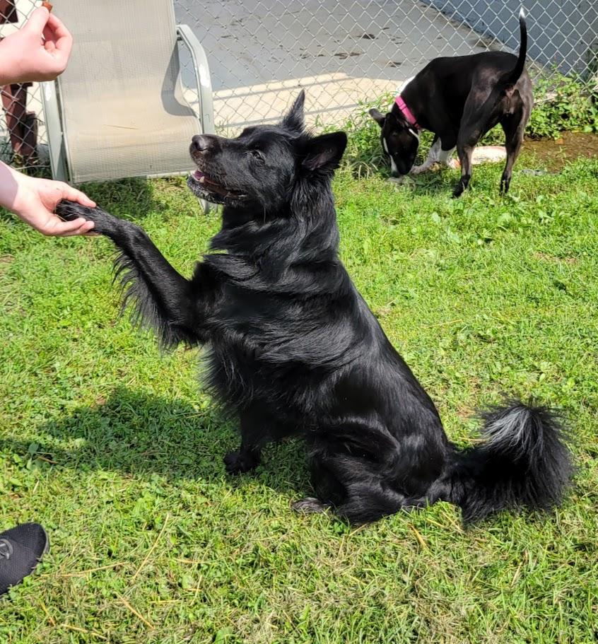 Frederick, a ADOPTABLE mixed breed in Lisbon, OH image 1/6
