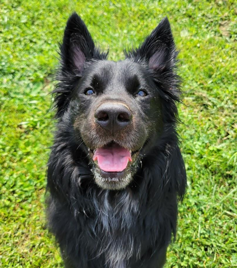 Frederick, a ADOPTABLE mixed breed in Lisbon, OH image 2/6