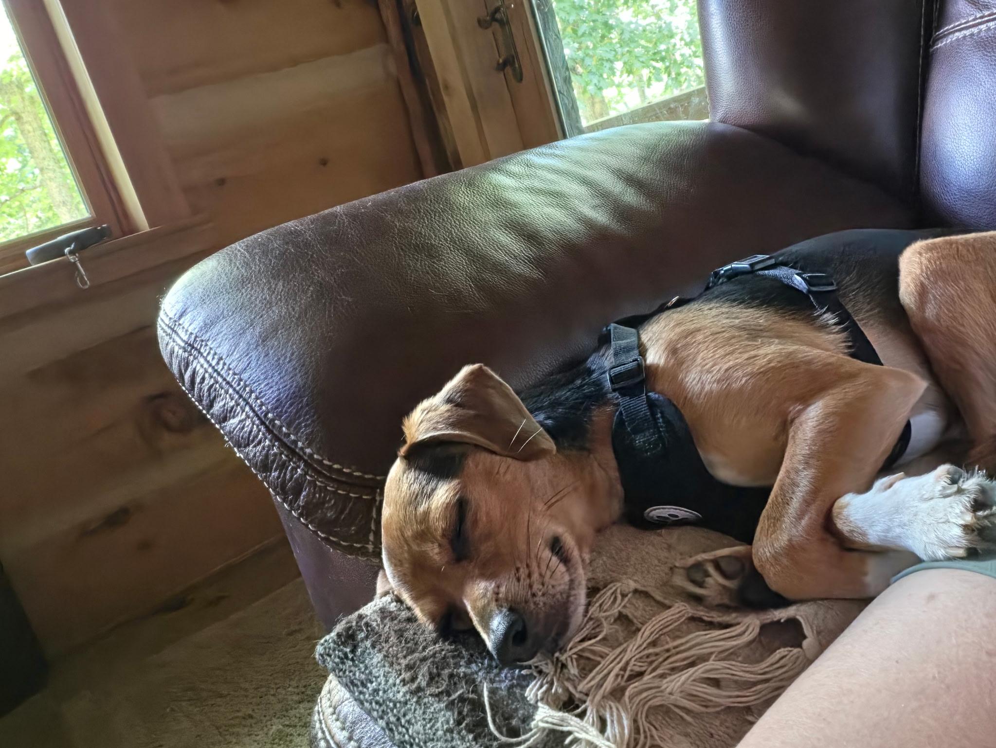 Buster Brown- ADOPTION PENDING, Adopted, Adult Male Beagle & Chihuahua.