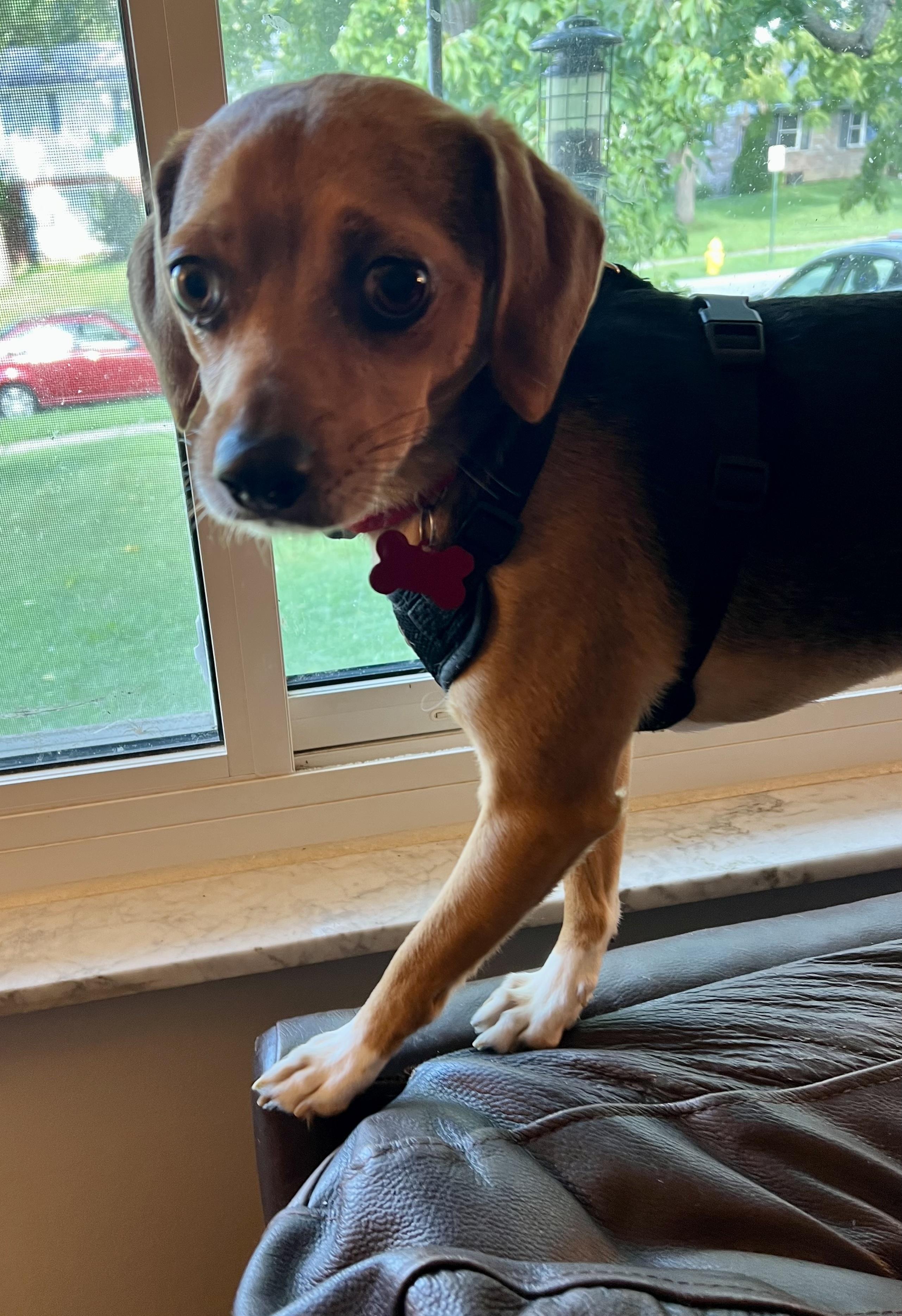 Enlarge Buster Brown- ADOPTION PENDING, a Adopted mixed breed in Cincinnati, OH image 4/6