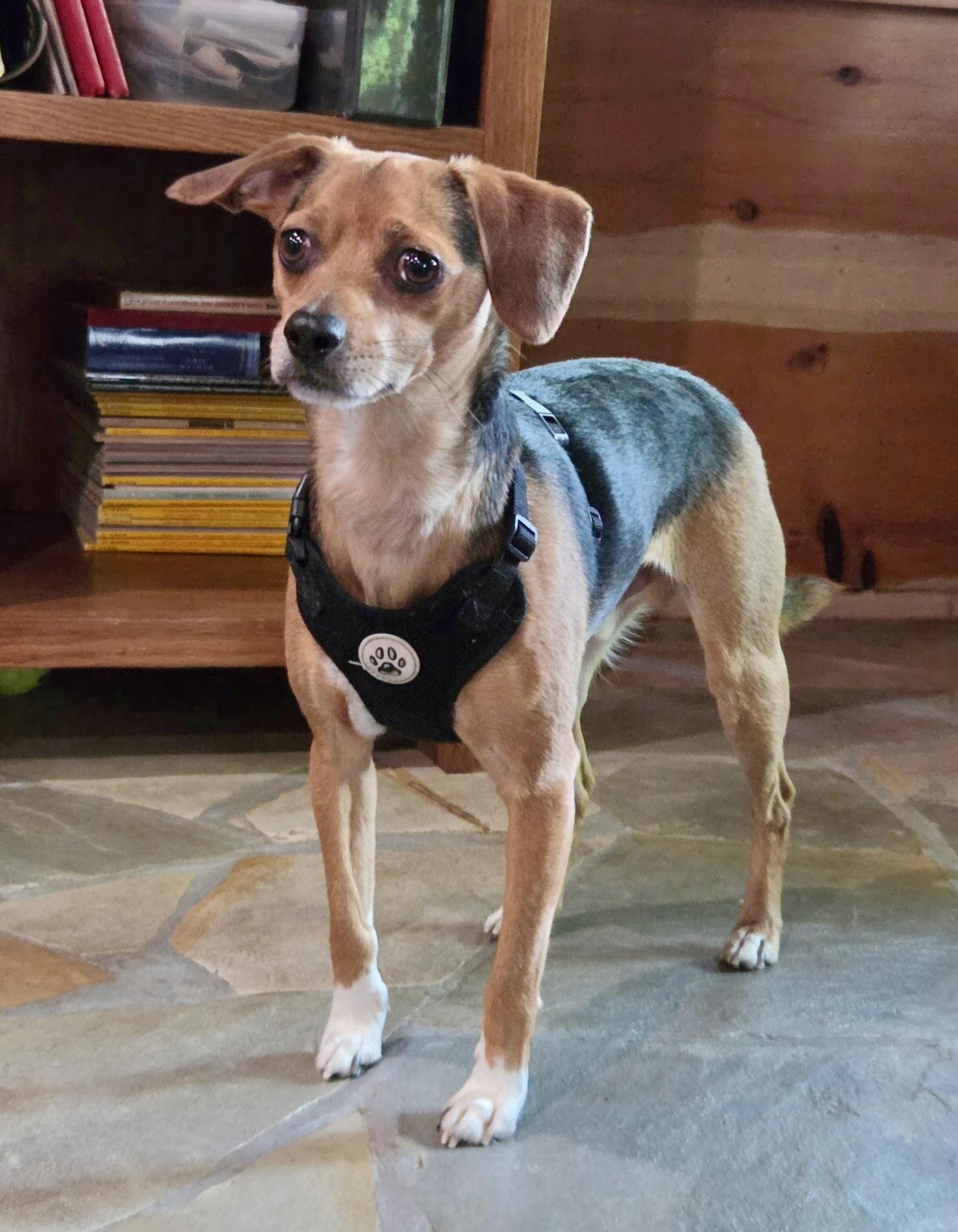 Enlarge Buster Brown- ADOPTION PENDING, a Adopted mixed breed in Cincinnati, OH image 3/6