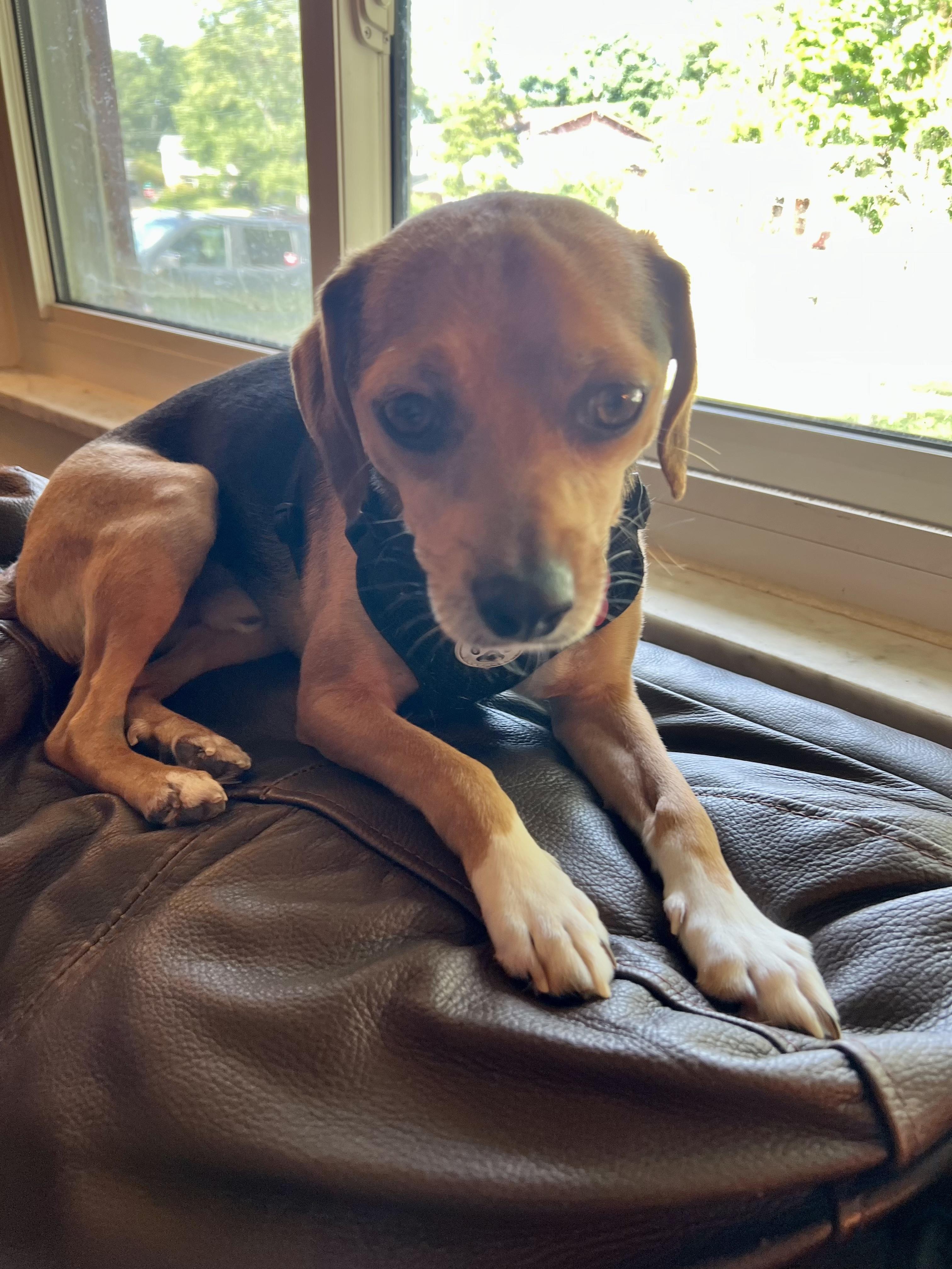 Enlarge Buster Brown- ADOPTION PENDING, a Adopted mixed breed in Cincinnati, OH image 2/6