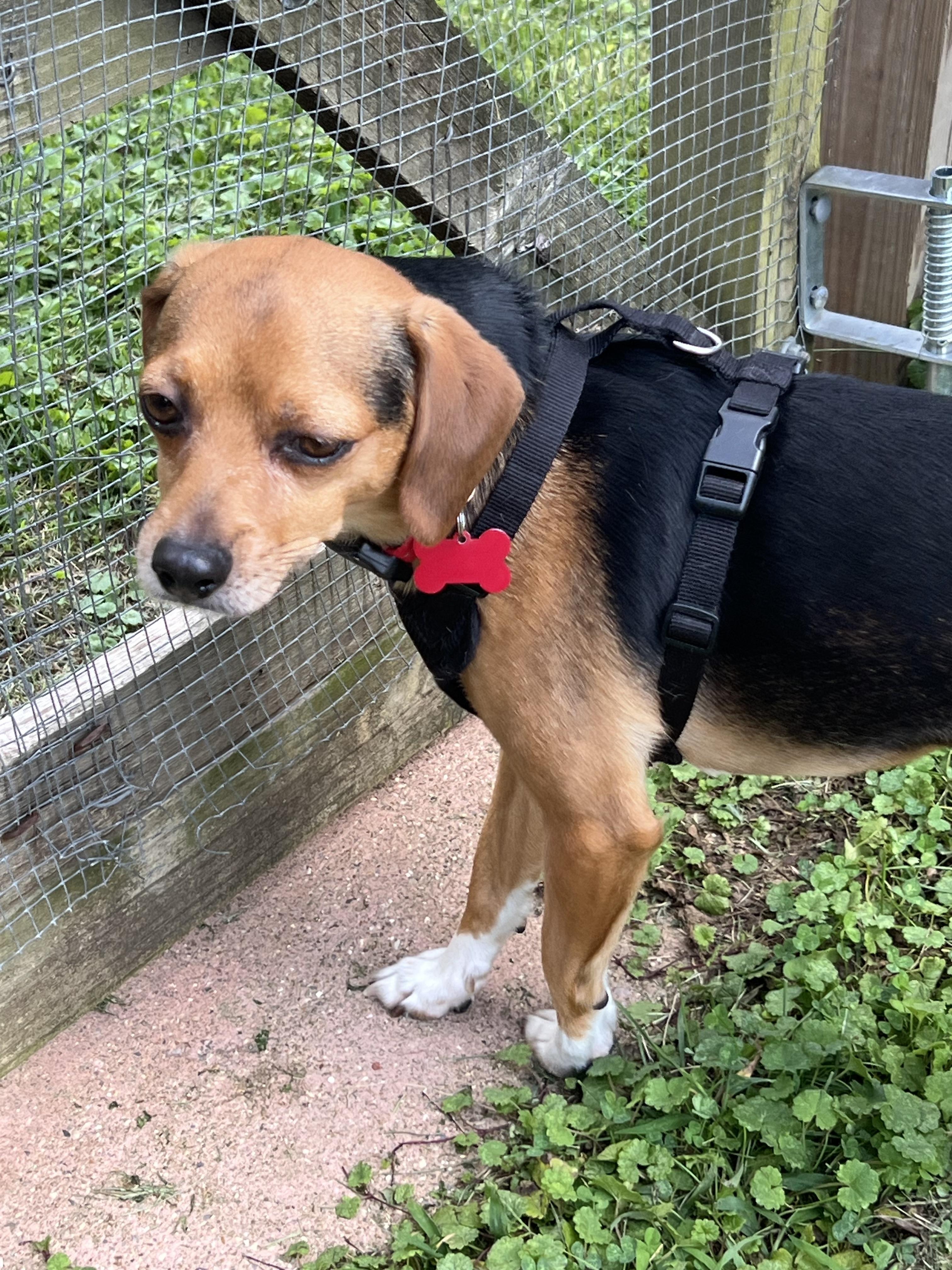 Enlarge Buster Brown- ADOPTION PENDING, a Adopted mixed breed in Cincinnati, OH image 6/6