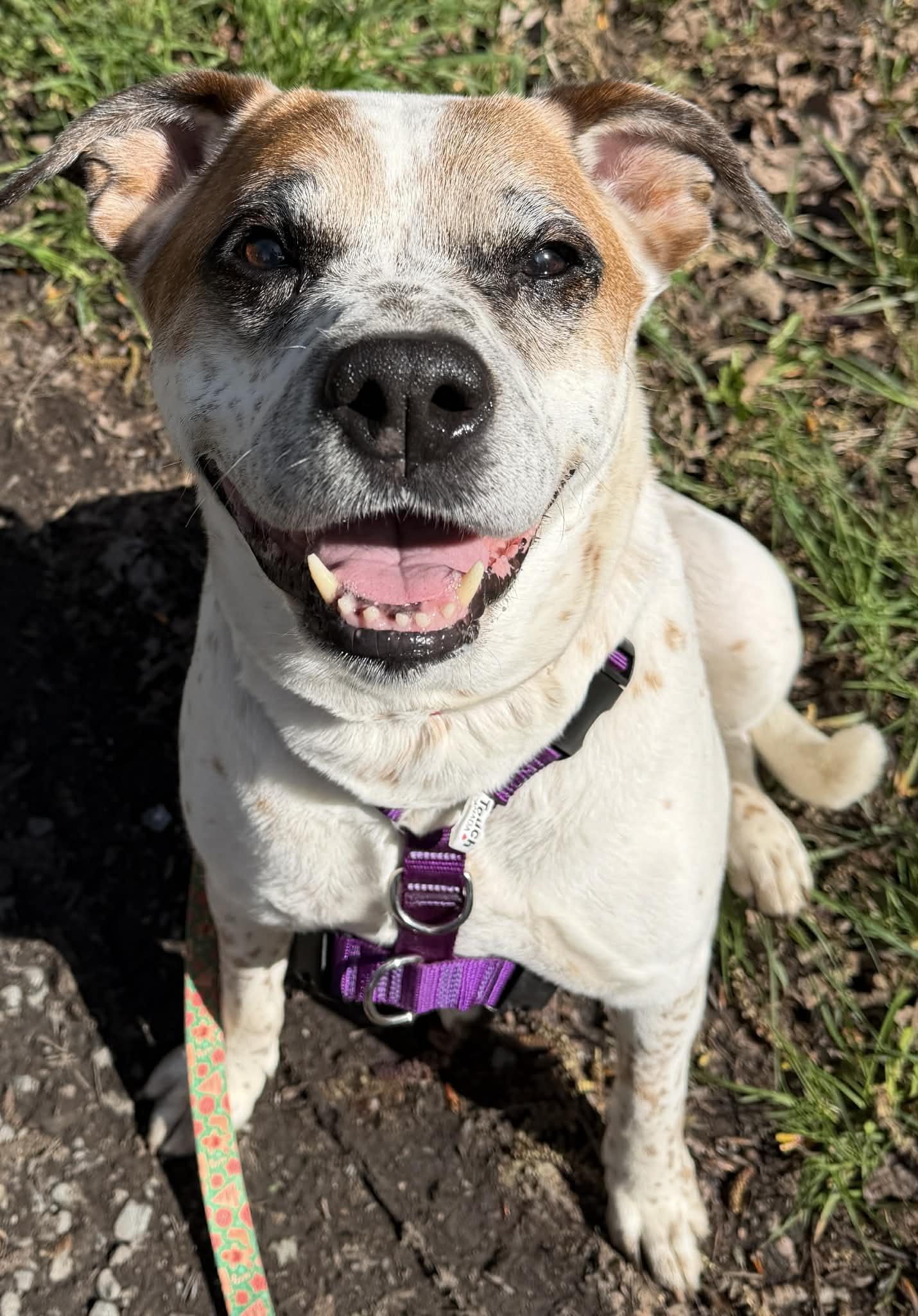 Beverly, ADOPTABLE, Senior Female Australian Cattle Dog / Blue Heeler & Pit Bull Terrier.