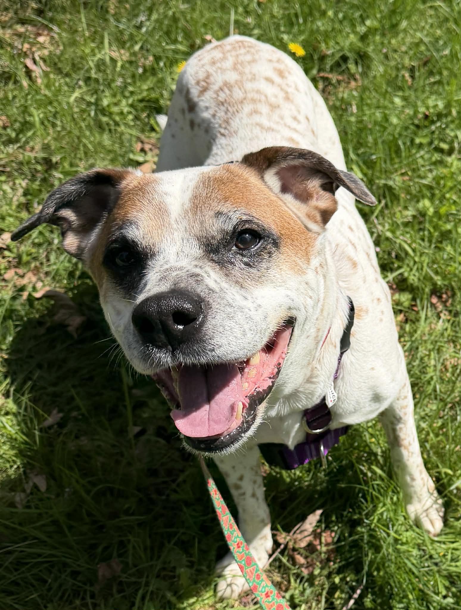 Beverly, a ADOPTABLE mixed breed in Silvana, WA image 2/2