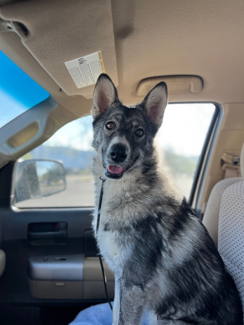 Madelief, Adopted, Young Female Siberian Husky.
