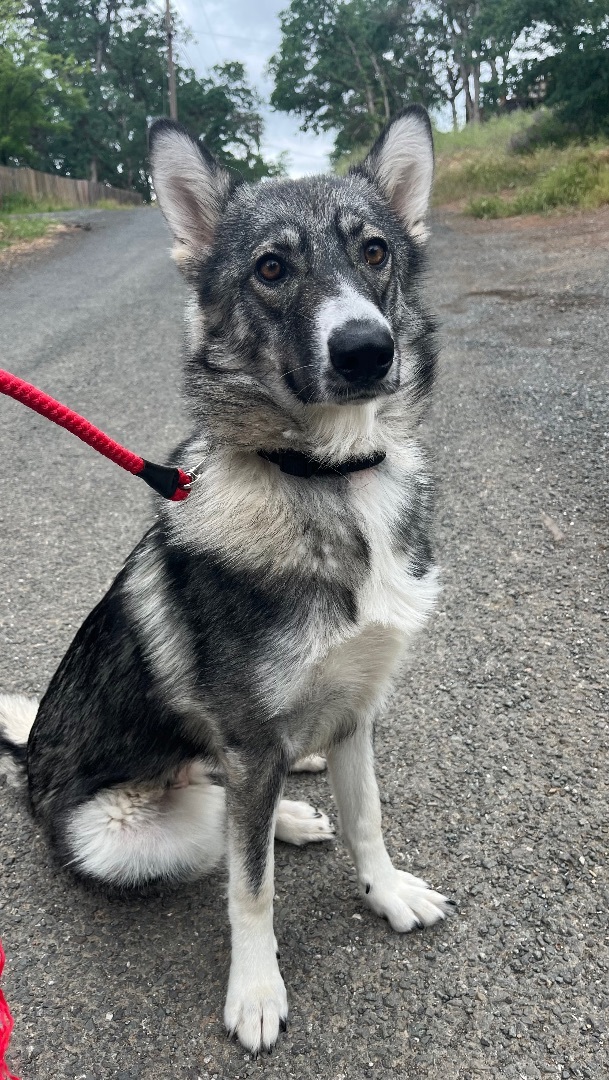 Madelief, a Adopted Siberian Husky in Lakeport, CA image 2/8