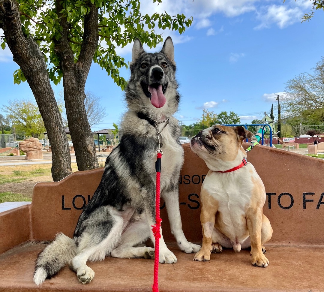 Madelief, a Adopted Siberian Husky in Lakeport, CA image 4/8