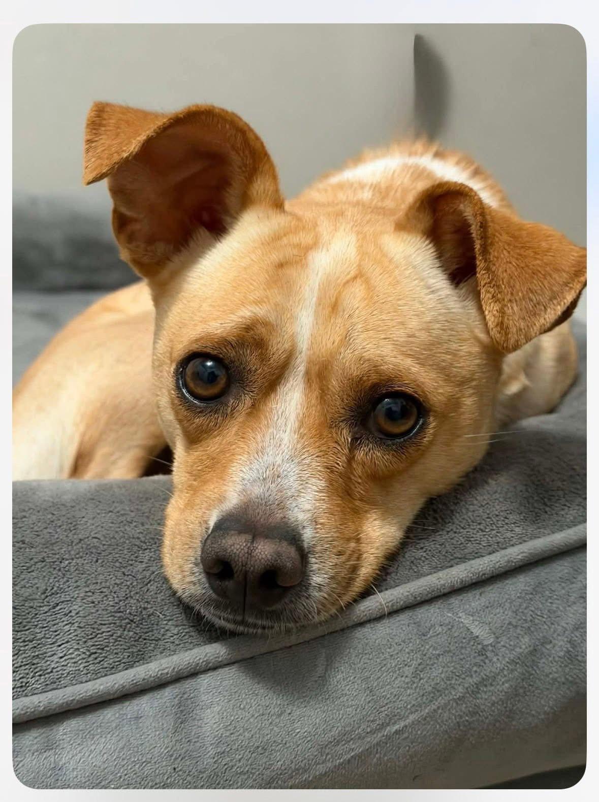 Enlarge Snoopy, a Adopted Chihuahua in New London, WI image 1/3
