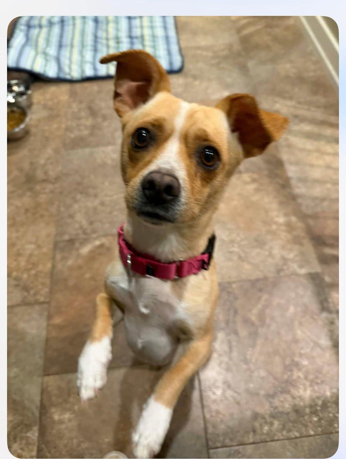 Enlarge Snoopy, a Adopted Chihuahua in New London, WI image 2/3