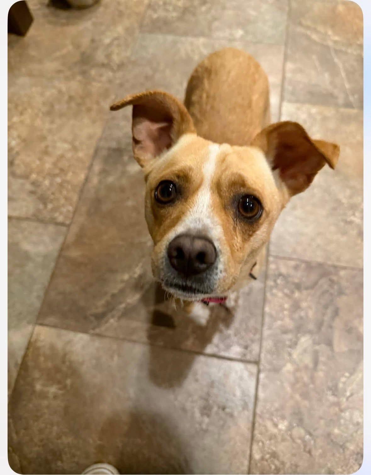 Enlarge Snoopy, a Adopted Chihuahua in New London, WI image 3/3