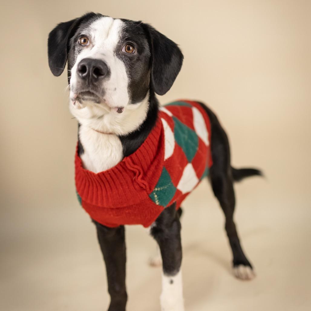 Enlarge Jimmy, a Adoptable Mixed Breed in Portland, OR image 1/2