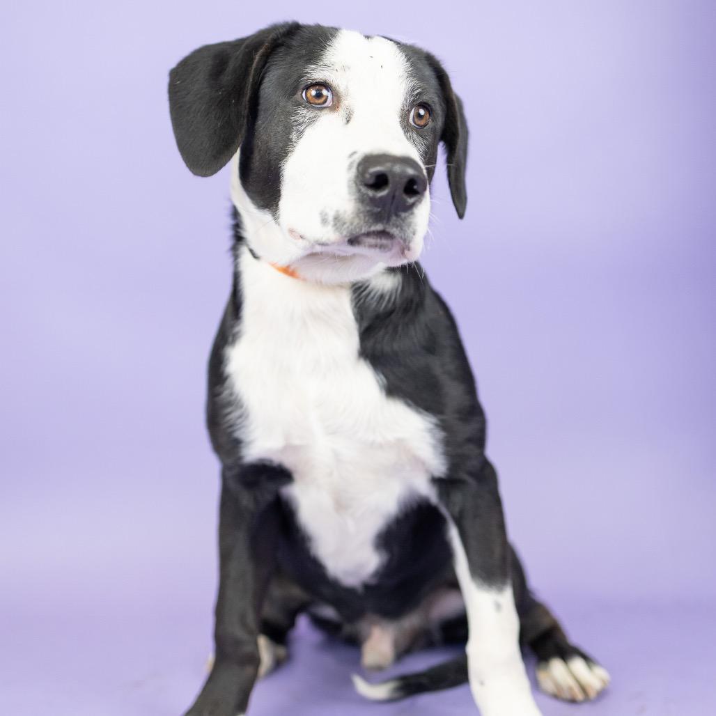 Enlarge Jimmy, a Adoptable Mixed Breed in Portland, OR image 2/2