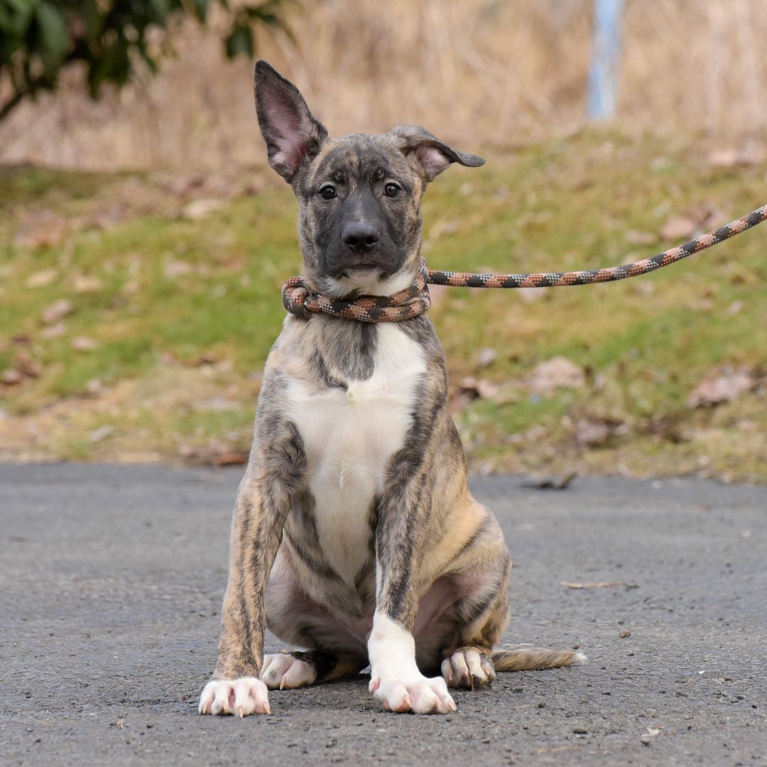 Enlarge Sinclair, a Adoptable mixed breed in Lambertville, NJ image 1/3