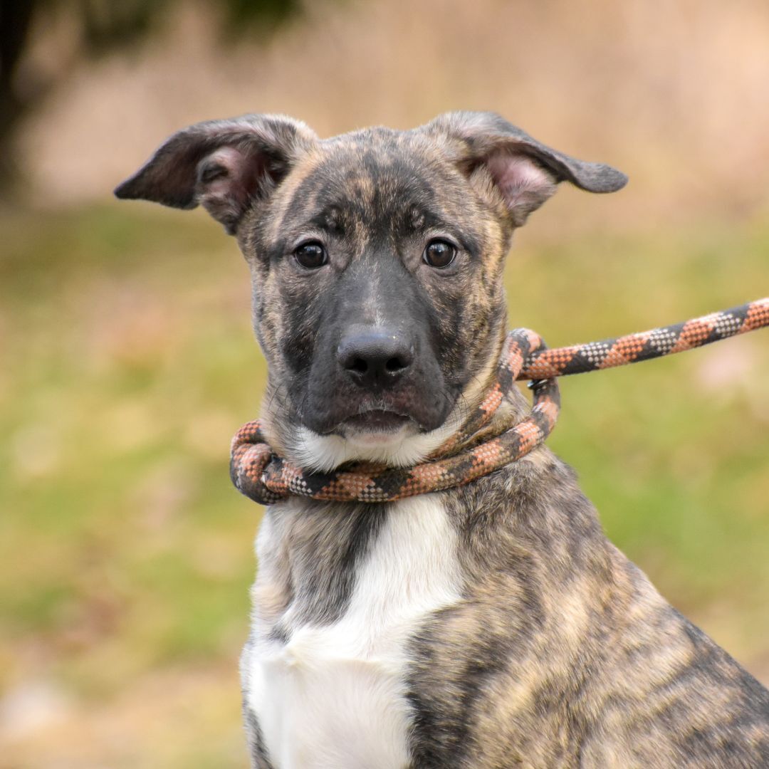 Enlarge Sinclair, a Adoptable mixed breed in Lambertville, NJ image 2/3