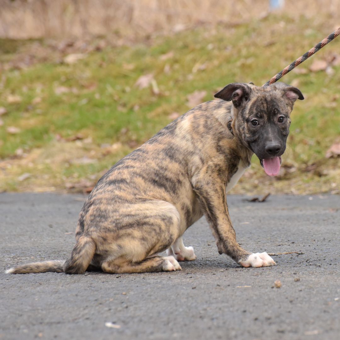 Enlarge Sinclair, a Adoptable mixed breed in Lambertville, NJ image 3/3