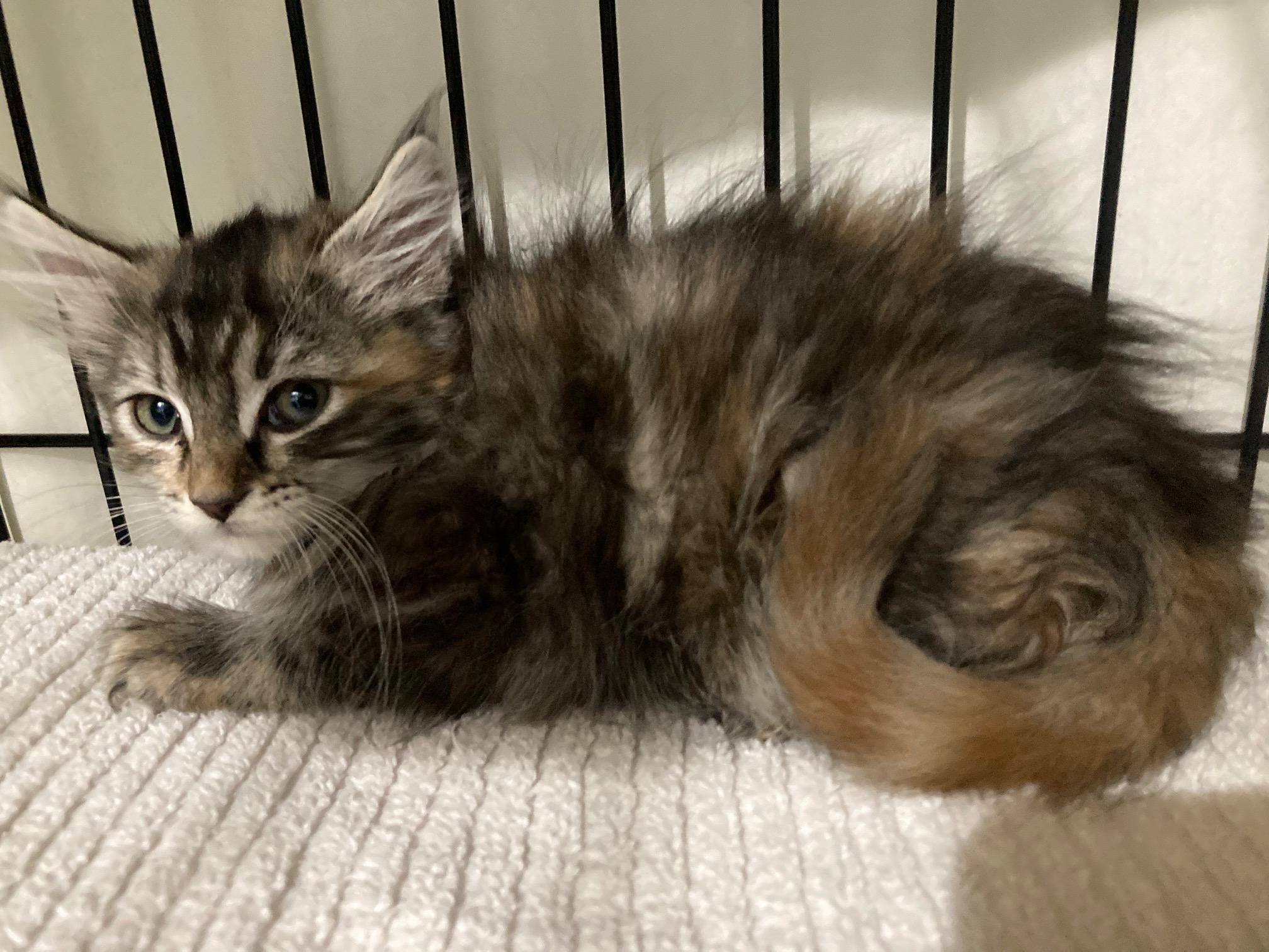 CONFETTI, ADOPTABLE, Kitten Female Domestic Long Hair.