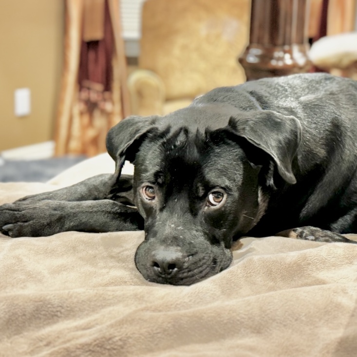 Enlarge Gio, a Adoptable Black Labrador Retriever in Morgantown, WV image 6/6