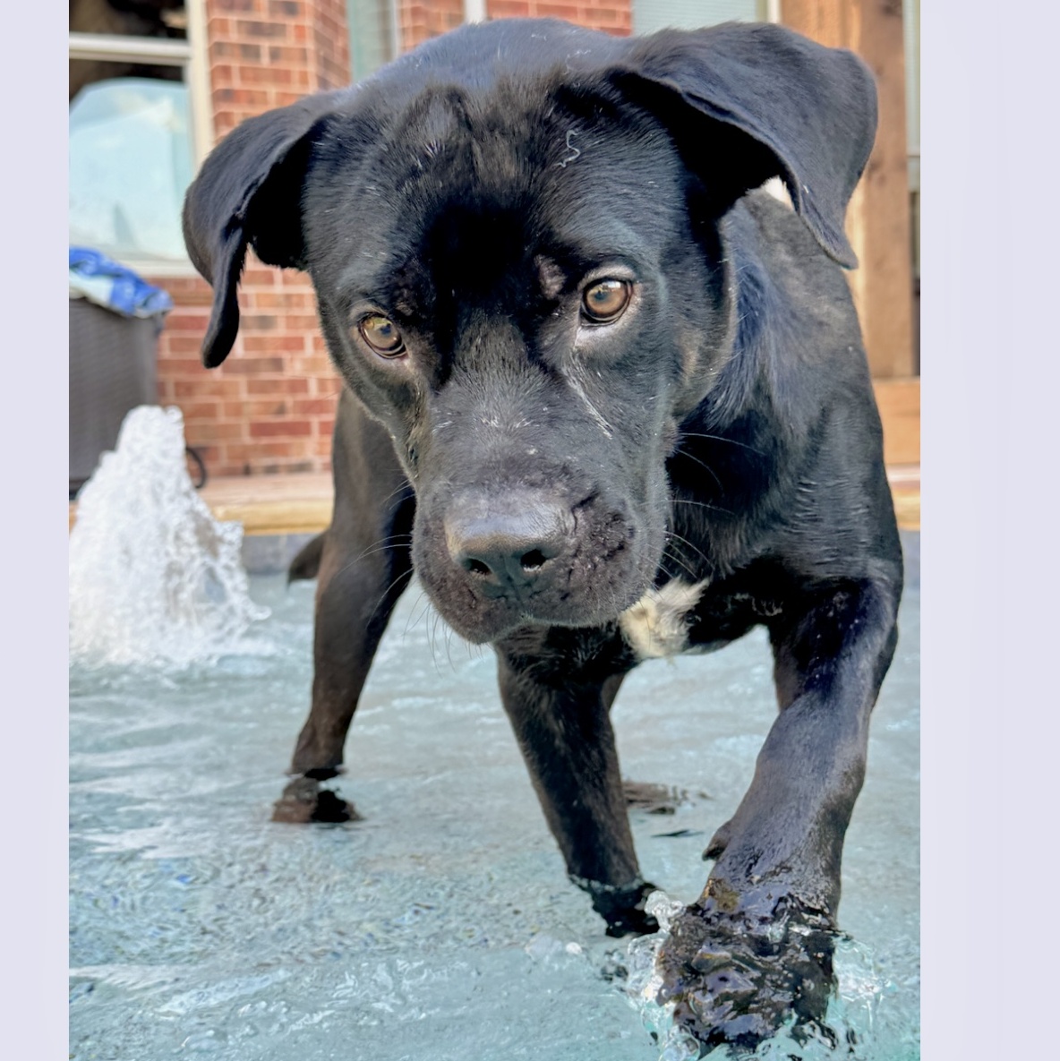 Enlarge Gio, a Adoptable Black Labrador Retriever in Morgantown, WV image 5/6