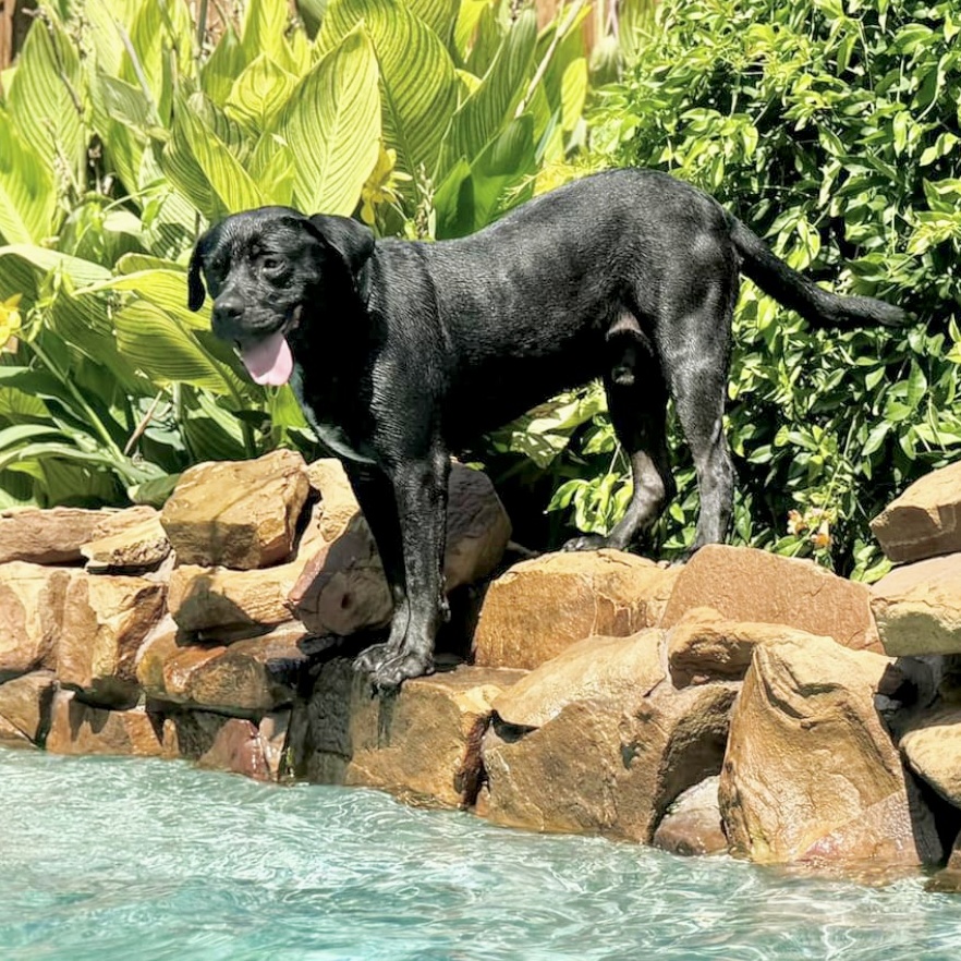 Enlarge Gio, a Adoptable Black Labrador Retriever in Morgantown, WV image 2/6